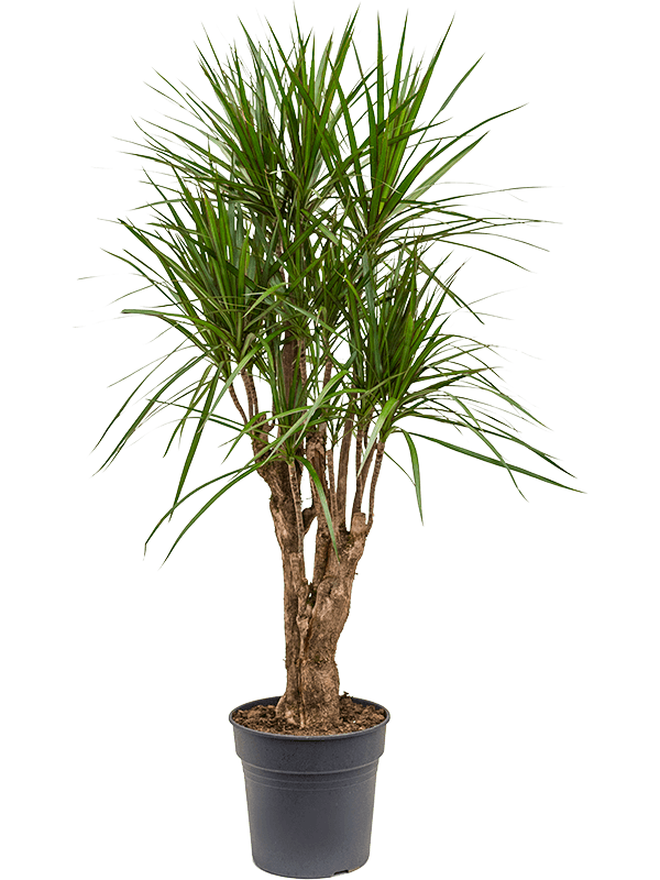 Dracaena marginata | Nieuwkoop Europe