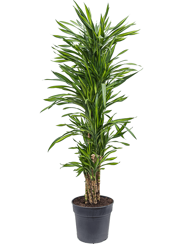 Nieuwkoop Europe | Dracaena riki