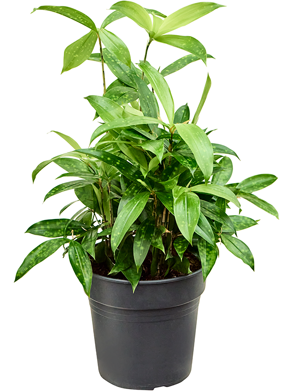 Dracaena surculosa | Nieuwkoop Europe