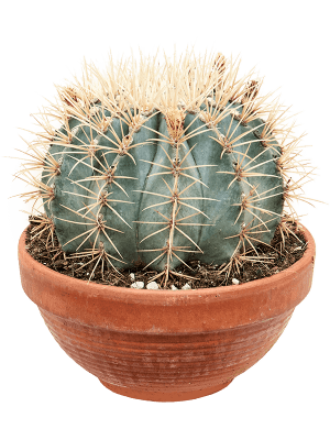 Acquista la sfera di Ferocactus glaucescensAcquista la sfera di Ferocactus glaucescens  