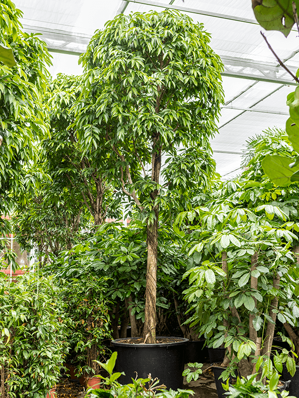 Nieuwkoop Europe | Ficus amstel king