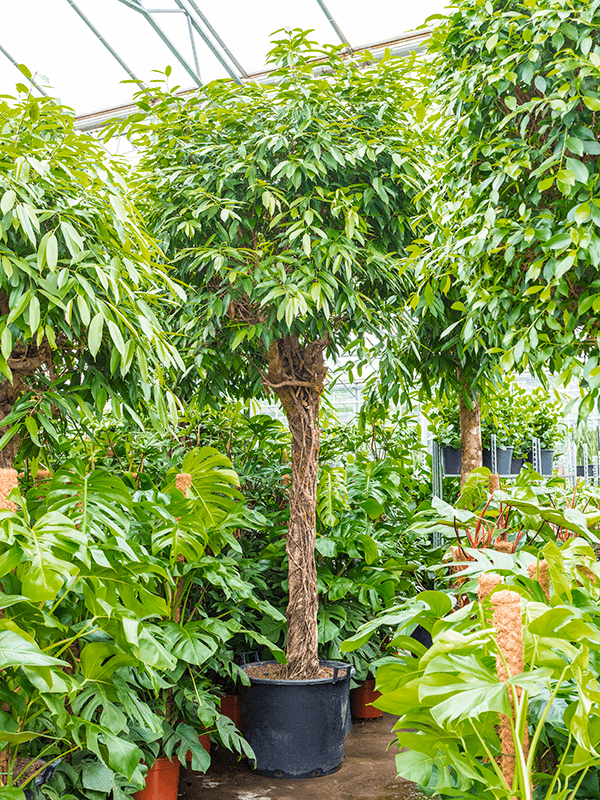 Ficus amstel king | Nieuwkoop Europe