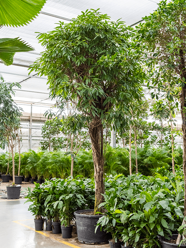 Ficus amstel king | Nieuwkoop Europe