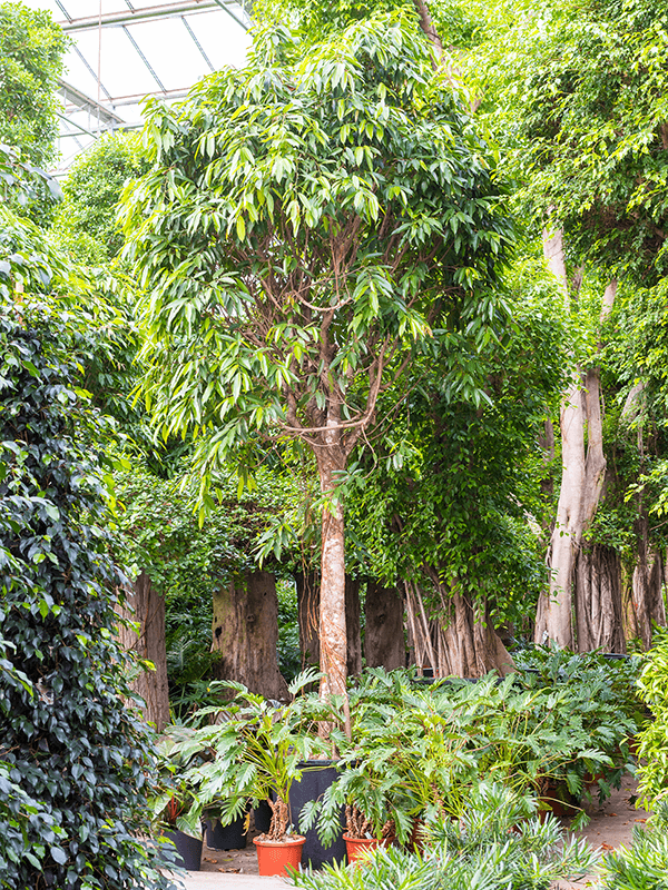 Nieuwkoop Europe | Ficus amstel king