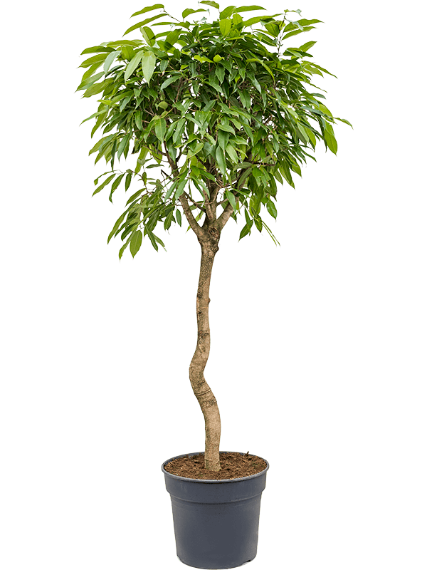 Buy Ficus amstel king Spiral 38/32 Soilculture? | Nieuwkoop Europe