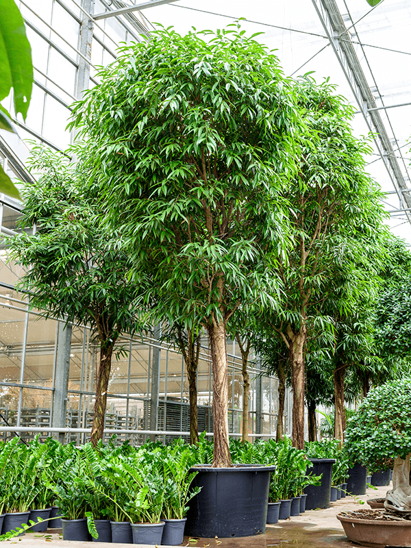 Ficus alii | Nieuwkoop Europe