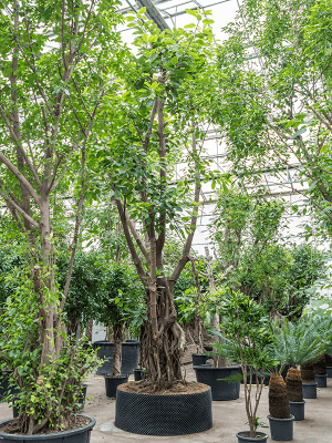 Ficus concinna | Nieuwkoop Europe