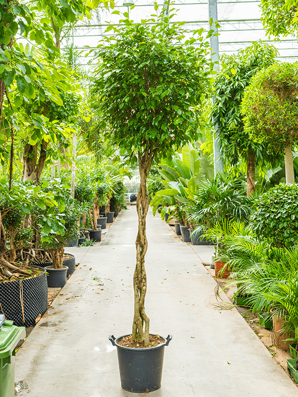 Ficus benjamina 'Exotica' Stam gevlochten 45/38 Grondcultuur | Europe
