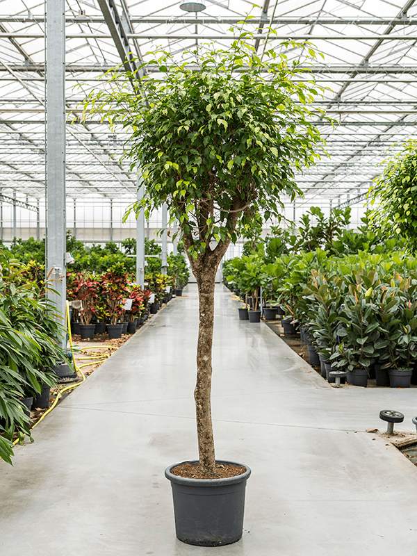 Ficus benjamina | Nieuwkoop Europe