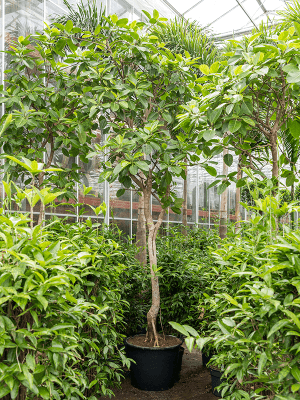 Ficus benghalensis variegata | Nieuwkoop Europe