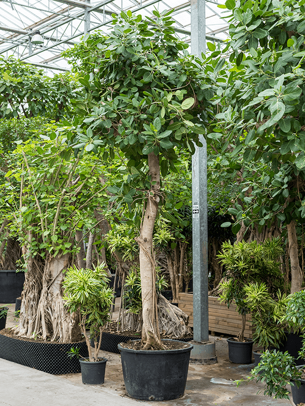 Nieuwkoop Europe | Ficus benghalensis