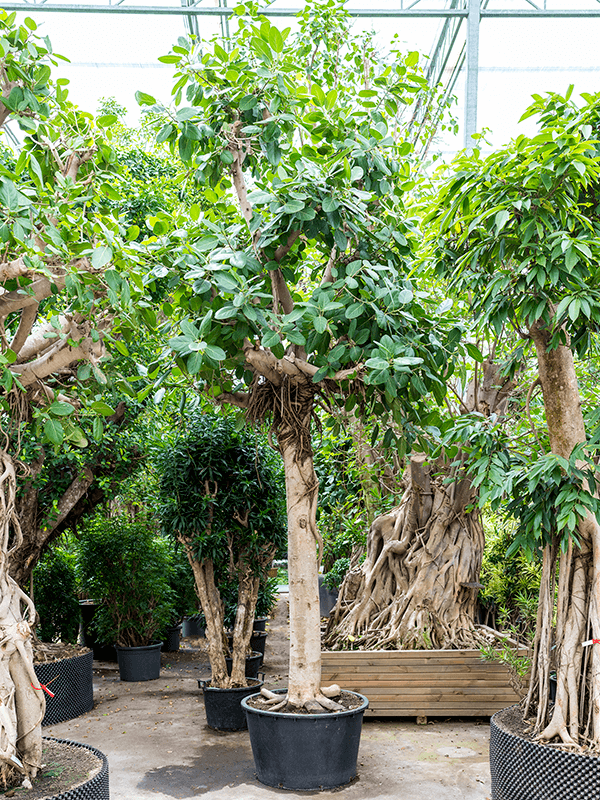 Ficus benghalensis | Nieuwkoop Europe