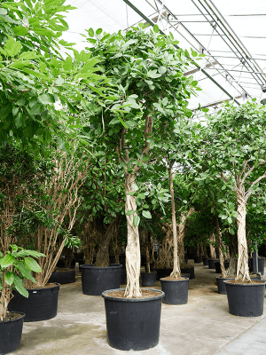 Ficus benghalensis variegata | Nieuwkoop Europe