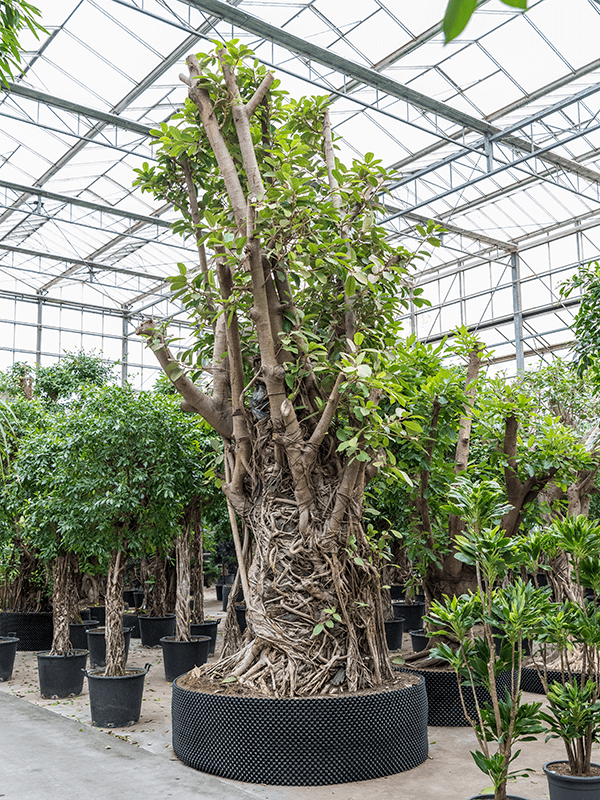 Nieuwkoop Europe | Ficus benghalensis