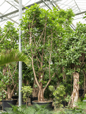 Nieuwkoop Europe | Ficus concinna