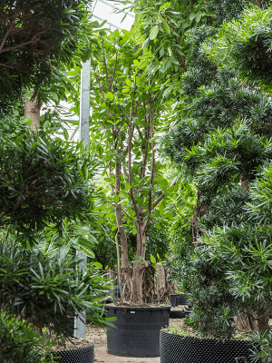 Nieuwkoop Europe | Ficus concinna