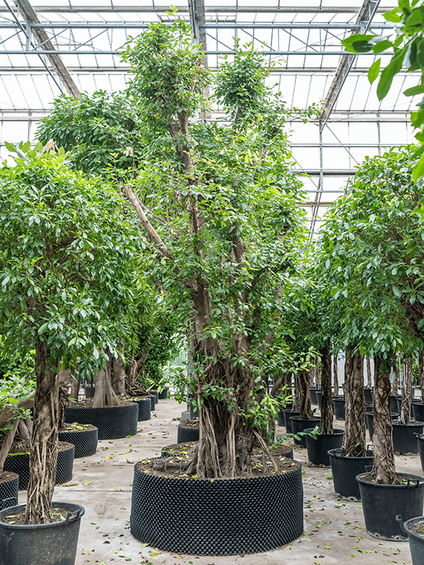 Nieuwkoop Europe | Ficus concinna