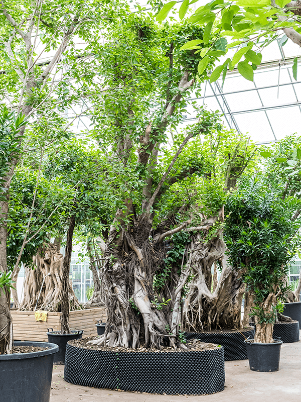 Ficus concinna | Nieuwkoop Europe