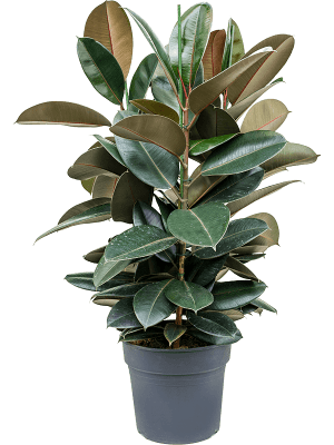 Ficus elastica 'Robusta' | Nieuwkoop Europe