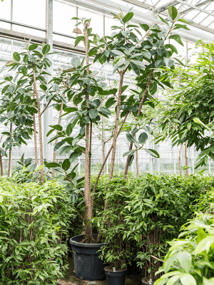 Ficus benghalensis variegata | Nieuwkoop Europe