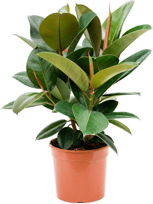 Ficus elastica 'Robusta' Bush 21/19 60 - Plant