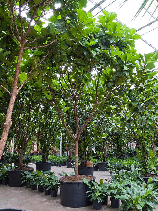 Ficus lyrata | Nieuwkoop Europe