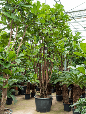 Ficus concinna | Nieuwkoop Europe