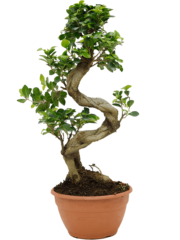 ficus microcarpa mini