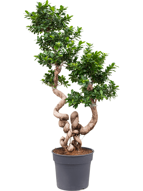 attent stroom Ongunstig Ficus microcarpa 'Compacta' Bonsai 38/32 Grondcultuur kopen? | Nieuwkoop  Europe