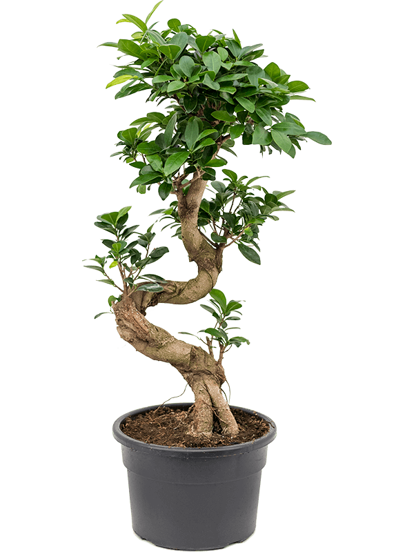 Nieuwkoop Europe | Ficus microcarpa compacta