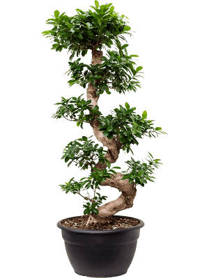 ficus microcarpa mini