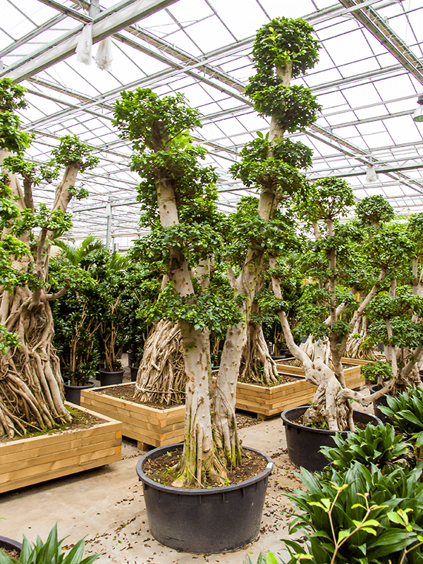 Nieuwkoop Europe | Ficus microcarpa compacta