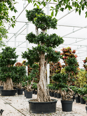 Nieuwkoop Europe | Ficus microcarpa compacta