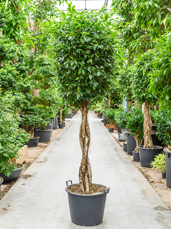 Nieuwkoop Europe | Ficus nitida