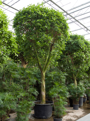 Ficus nitida | Nieuwkoop Europe