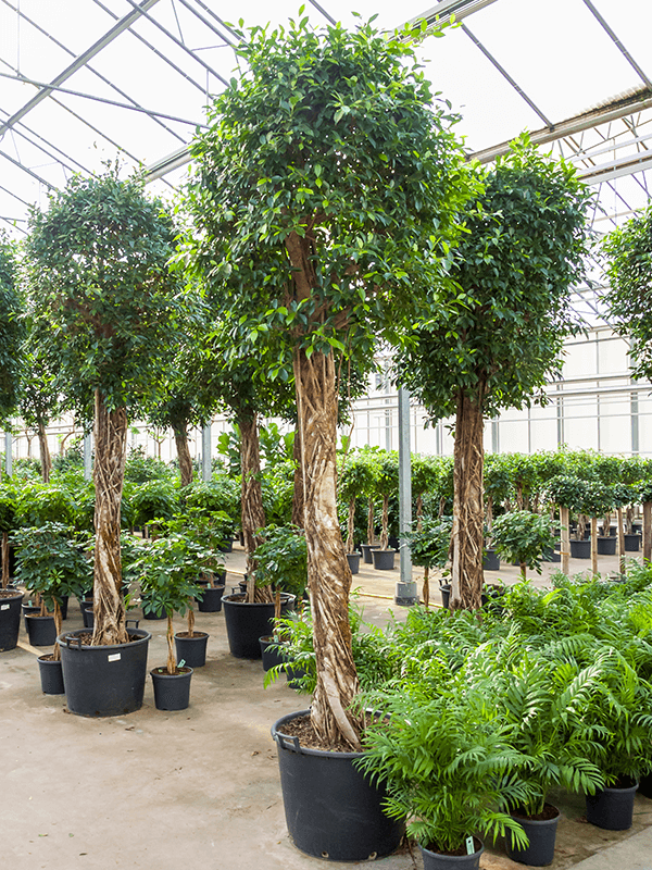 Ficus Nitida 