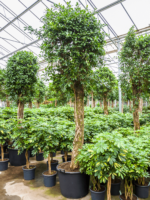 Ficus nitida | Nieuwkoop Europe