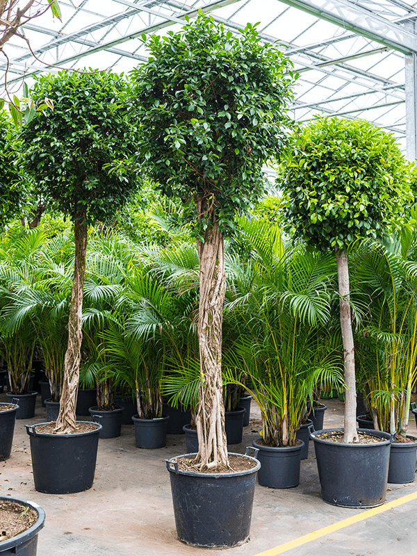 Ficus nitida | Nieuwkoop Europe