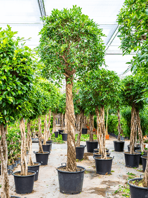 Ficus nitida | Nieuwkoop Europe