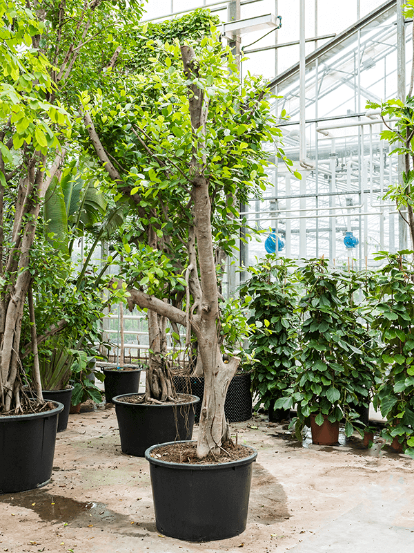 Ficus nitida | Nieuwkoop Europe