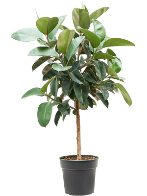 Ficus elastica 'Robusta' Stam 30/27 150 - Plant