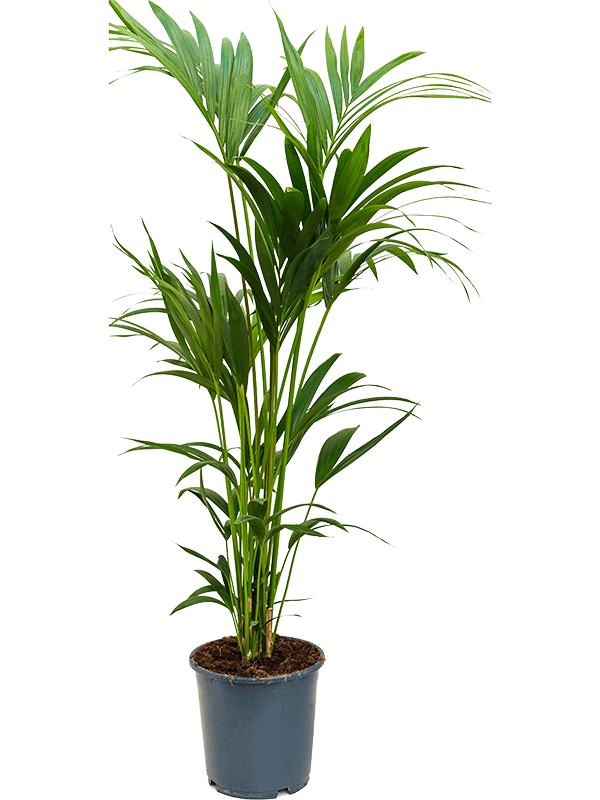 Kentia (howea) forsteriana | Nieuwkoop Europe