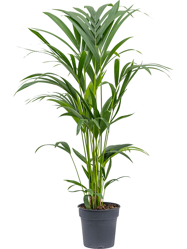 Kentia (howea) forsteriana | Nieuwkoop Europe