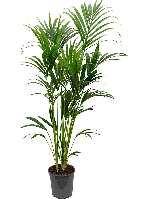 Kentia (howea) forsteriana | Nieuwkoop Europe