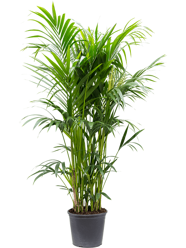 Nieuwkoop Europe | Kentia (howea) forsteriana