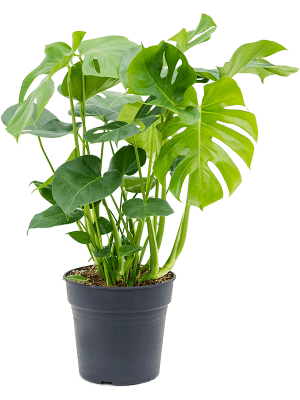 Monstera deliciosa | Nieuwkoop Europe