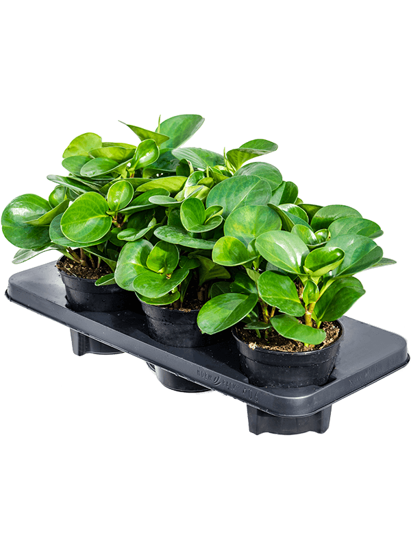 Peperomia obtusifolia green 6/tray | Nieuwkoop Europe