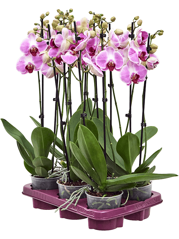 Buy Phalaenopsis 'Ping Pong' 6/tray 2-Branches Pink 12/11 Soilculture? |  Nieuwkoop Europe