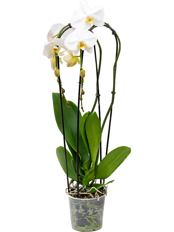 Buy Phalaenopsis 'Tsarine' 4/tray 2-Branches cascade White 15/13  Soilculture? | Nieuwkoop Europe