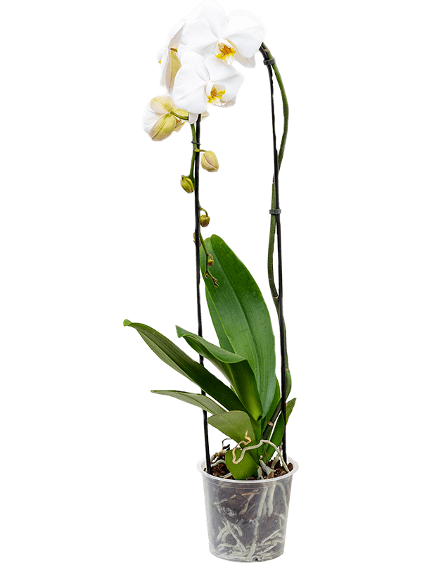 Buy Phalaenopsis 'Tsarine' 4/tray 1-Branch cascade White 15/13 Soilculture?  | Nieuwkoop Europe